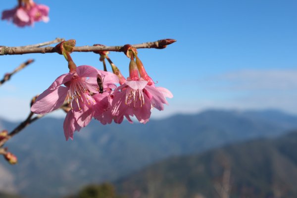 20220203高雄二集團櫻花公園順登二集團山1603612