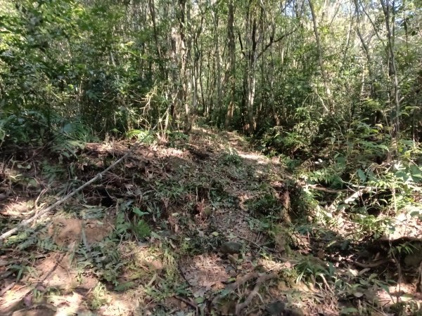 坪林區楣子寮尖+土地公遺址+火燒寮古道+枋山坑古道+枋山坑崙O型2985597