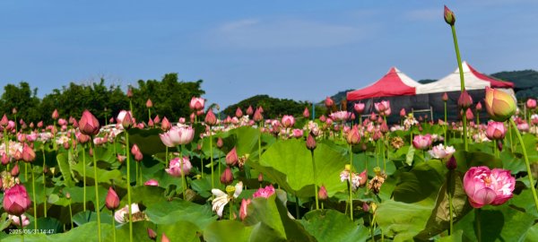 金山清水濕地 5/31 #牡丹蓮 #香水蓮2799969