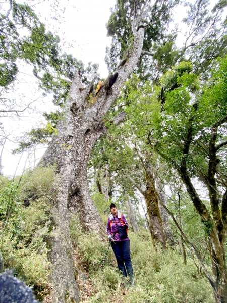 南橫小關山林道登斯拉巴庫山 2021161233266