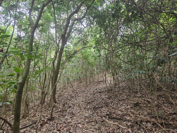 2026-02-01 靈山古道2991713