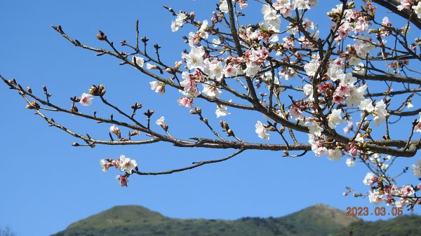 雲山水花鳥蝶 - 天龍國阿伯的日常 3/52053161