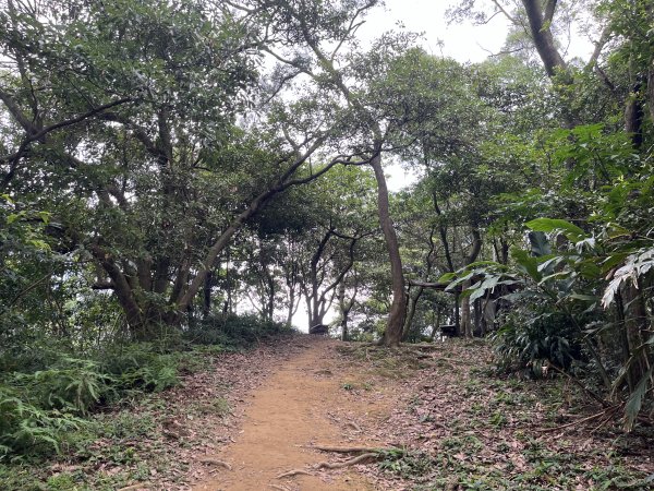 [微笑山線_第一段] 2025_0720 大棟山系_鎮遠山2843571