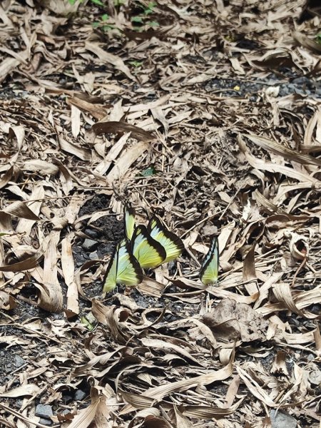 礁溪車站-跑馬古道-迴音谷瀑布-鵲子山2826644