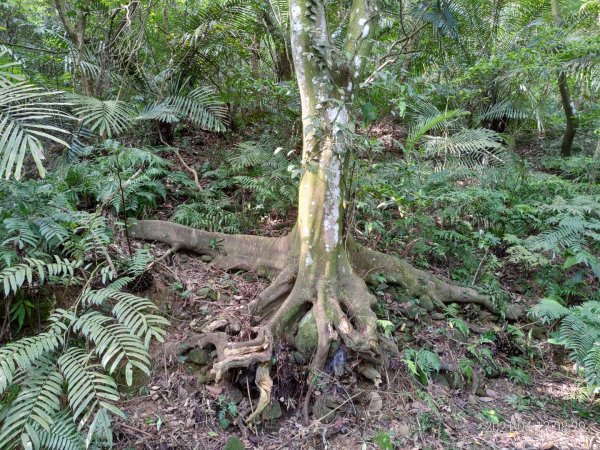 [新竹芎林]飛鳳山~芎蕉窩山...大板根1348043