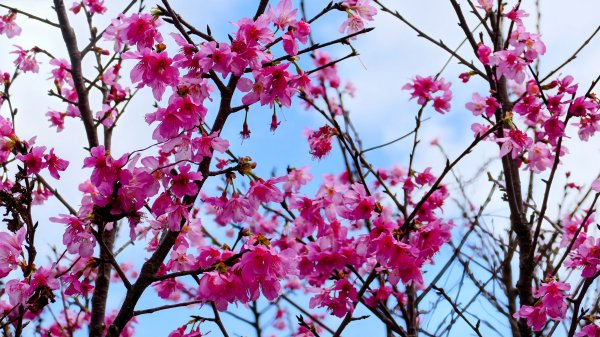 《蝶戀花・賞墨染櫻》2716444