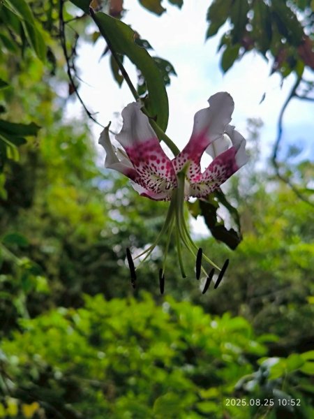 岩壁上的花、艷紅鹿子百合（22869792