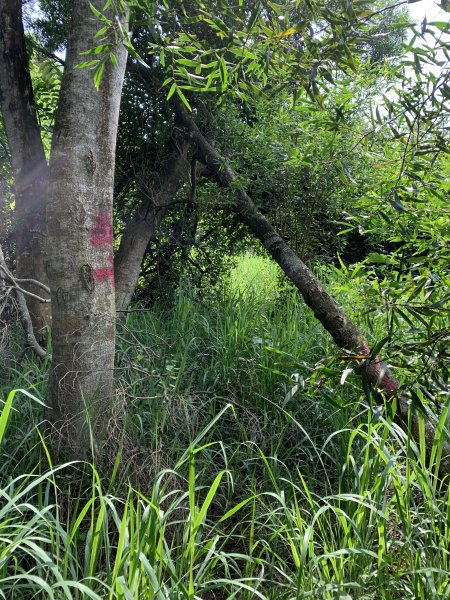 20250906台南口埤山(口碑山)2881409