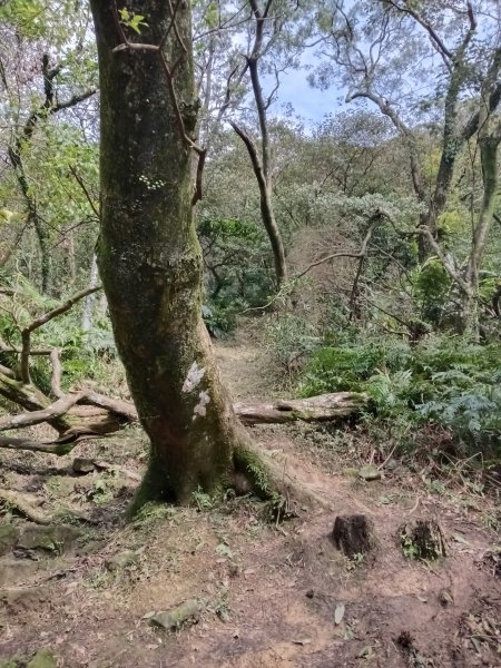 大尖山櫻花-龍船洞-秀峰瀑布2733729