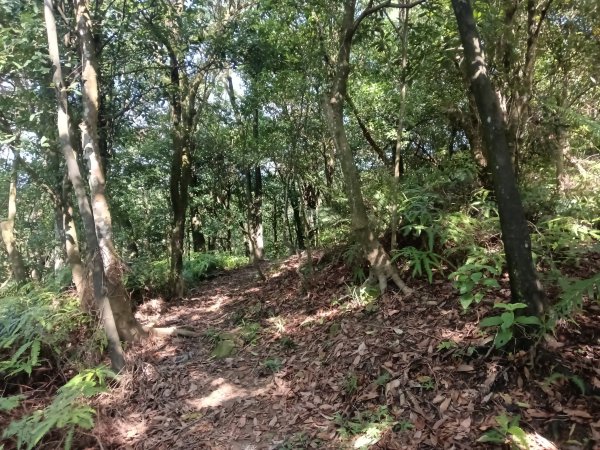 汐止區金明山B線+如意湖O型2860232