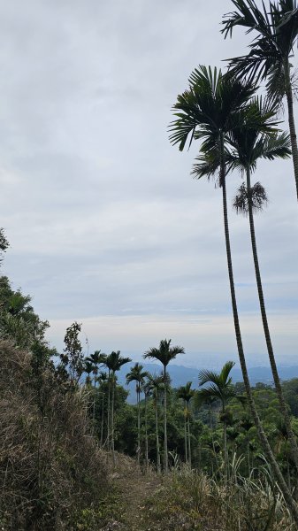 【山形暗影綽綽，我們步履不停，只為那枚海拔千尺下的獨特三角點。】小百岳#044暗影山2943628