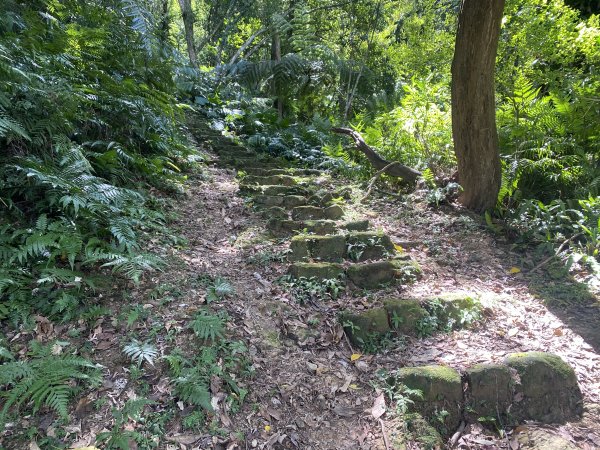 深坑 O 型環走｜大崎嶺步道・林家草厝・茶山古道・炮子崙瀑布（含冷門山徑）2895111