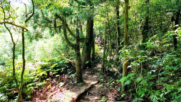 石碇大崙,人頭面山,獅公髻尾山2800428