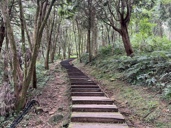 [山頂鳥40周年會員大縱走-13/15] 2024_0804 東眼山自導式步道2565419