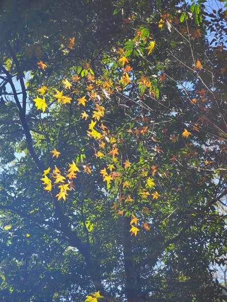 【苗粟 | 馬拉邦山】1227239