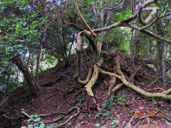 苗栗 卓蘭 大克山1083274