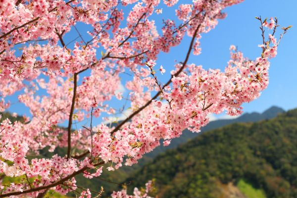 拉拉山的櫻花286545