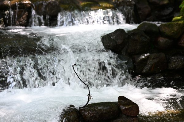 2025_0628 大羅蘭溪古圳步道(福山馬岸)2825227