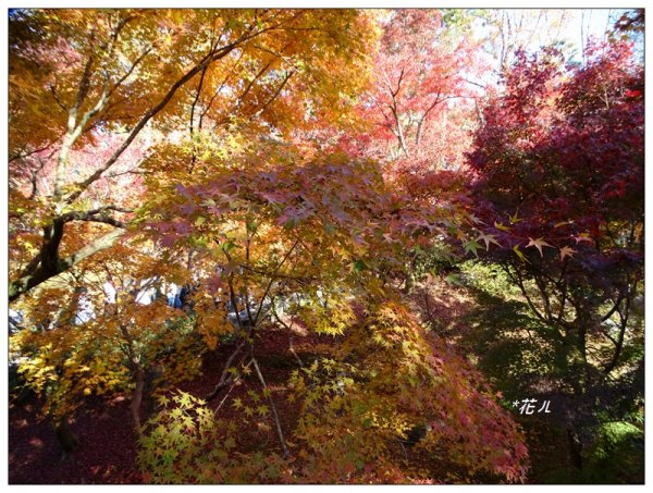 京都/東福寺的紅葉755256