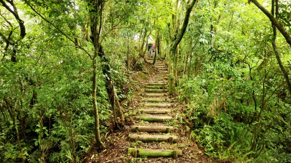 【淡蘭中路】翻山越嶺的茶商之道981274
