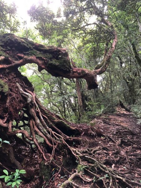 魔法森林塔曼山1068083