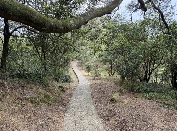 [微笑山線_第四段] 2026_0321 天上山系_石門內尖山東峰3021317