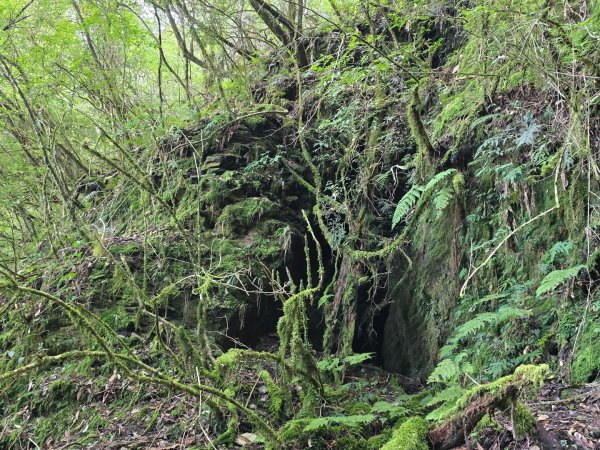 干卓萬山單座百岳驚見‘’萬大豹、水鹿大軍、圓月、雲海、藍天大景2632657