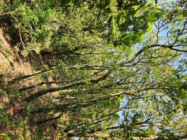 【中級山縱走】魯壁山，東穗山，大島田山，宇老觀景台2771635