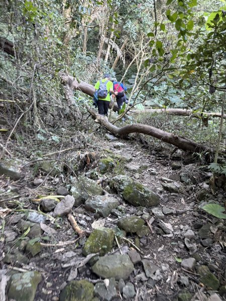 20251123三腳南山登山步道2944438