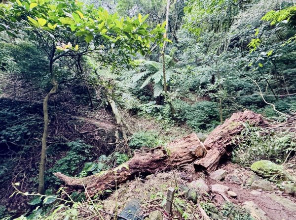 登峰古圳訪高頂山 北五指山 出荷蘭古道 快閃聖人瀑布2982321