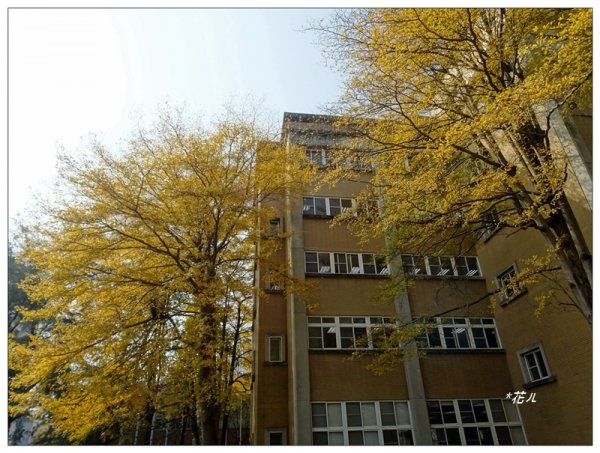 小葉欖仁/黃金雨1634907