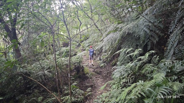 20251109 士林站到大湖站(福山宮_腰繞_燕溪古道_翠山步道_龍船岩_大溝溪)2932326