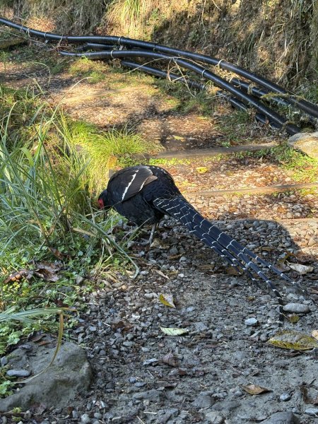 20251225塔山步道(大塔山)2970388