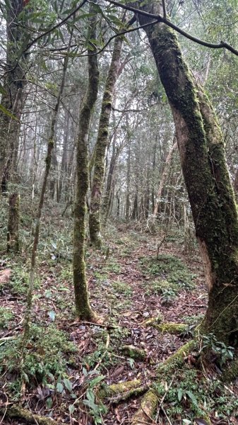 芃芃山西北稜大內台2693948