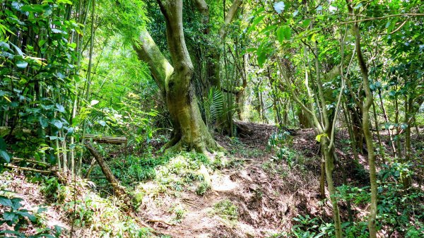 微笑山線百年大榕樹段2848397