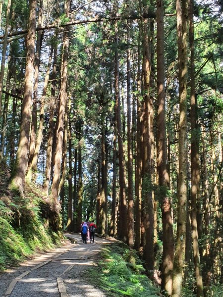 【阿里山】特富野古道1093697