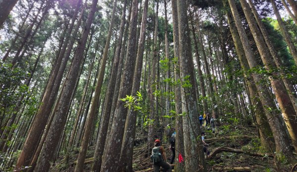 【中級山】麥巴來山，夢幻杉木林