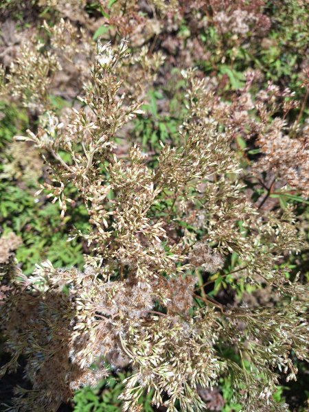 石山引水道202512112959533