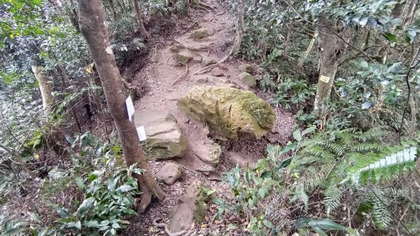 雙石縱走加碼蓬萊仙島山2997567