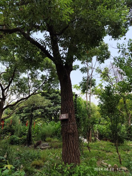 大安森林公園、港墘公園、大港墘公園【走路趣尋寶】【臺北健走趣】2582386