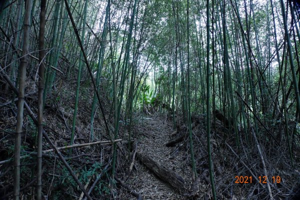 臺中 東勢 石圍牆山1555347