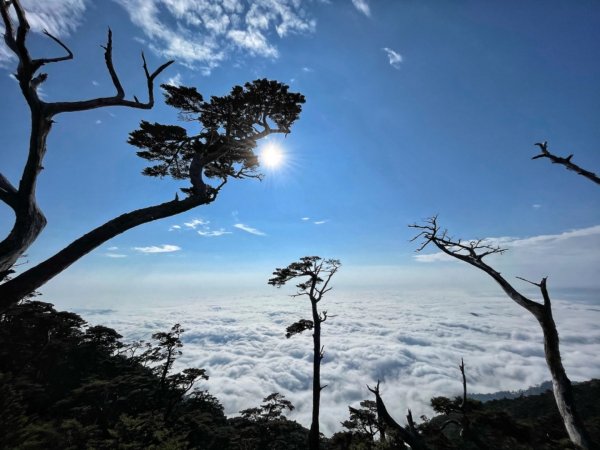 見證最美麗北大武山雲海、鐵杉1318818