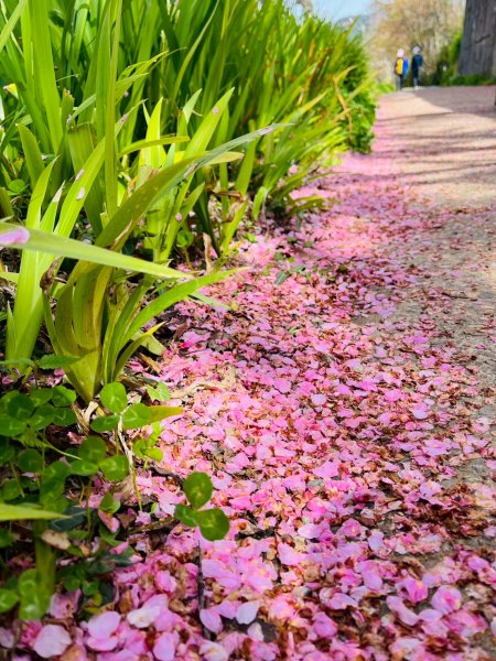 桃園 復興 巴陵 恩愛農場3011880