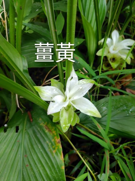 烏山、刣牛湖山、竹子尖山2891954