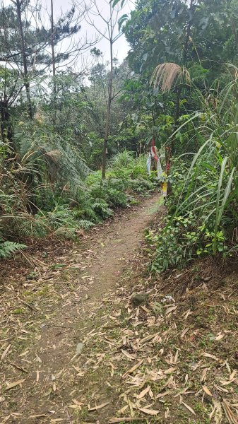 2025-01232淡蘭古道北二段(燦光寮古道到澳底)2696648