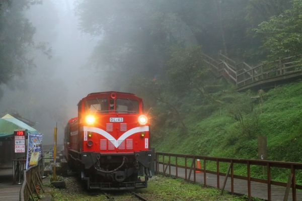 阿里山巨木群棧道雨中記行201743