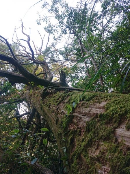 貴妃山、那結山O走1478351