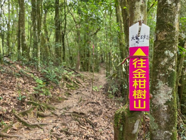 小百岳No.54⛰金柑樹山3119938