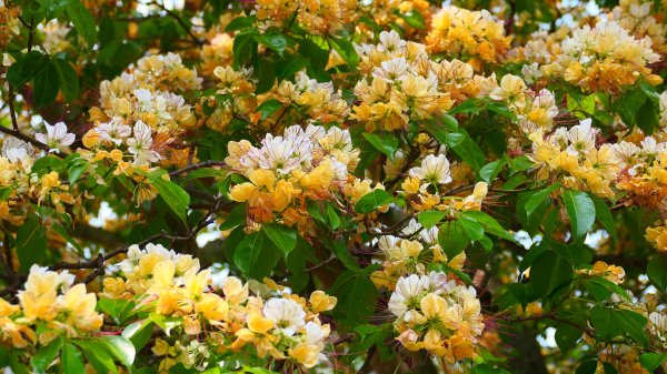 加羅林魚木,松菸文創園區3038150