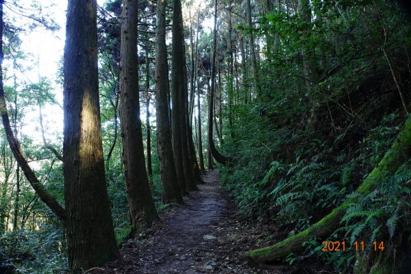 臺中 和平 橫嶺山自然步道、橫嶺山1514972